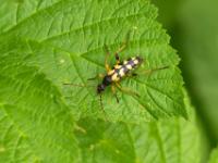 Gefleckter Schmalbock